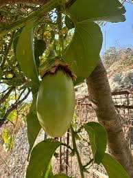 Jambo Passion Fruit Seeds for Planting – Heirloom & Non-GMO Seeds