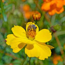 Sulphur Cosmos Seeds - Crest Gold