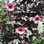 Hibiscus Acetosella Flower Seeds for Planting – Hierloom & Non-GMO Garden Seeds Dhara Seeds