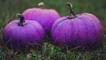 Purple pumpkin Cucurbita pepo seeds for planting in home garden