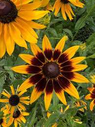 Rudbeckia Flower Rudbeckia spp. Seeds for Planting in Wildflower Garden