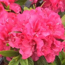 Rhododendron Double Dark Pink Azalea