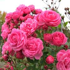 Purple Pink Polyantha Rose seeds for flower bed and bonsai garden
