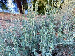 English Thyme Seeds