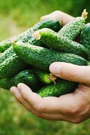 Cucumber Seeds (Organic) - Homemade Pickles