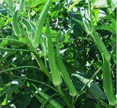 Okra Seeds (Green) – Fresh Vegetable Seeds for Planting Okra Plants