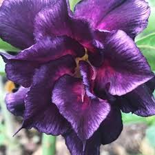 Desert Rose – Adenium obesum – for planting in home garden