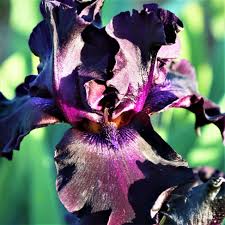 Re-Blooming Bearded Iris - Superstition