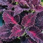 Black Dragon Coleus Flower Seeds for Planting - NON GMO Seeds Dhara Seeds