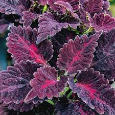 Black Dragon Coleus Flower Seeds for Planting - NON GMO Seeds Dhara Seeds