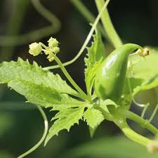 Cyclanthera Pedata Seeds for Planting Cyclanthera pedata for vegetable patches and climbing gardens
