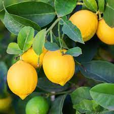 LEMON LIME SEEDS Garden Plant Flower rare exotic seller shipping – Heirloom, Non-GMO, High Germination Organic Garden Seeds