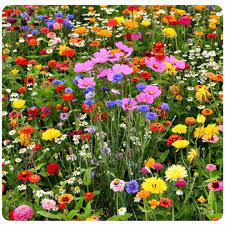 Mix Apple Blossom Flower Seeds for Planting - 100 pcs