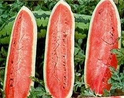 Watermelon Seeds - Jubilee Improved