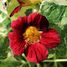 Nasturtium Velvet Troika Seeds