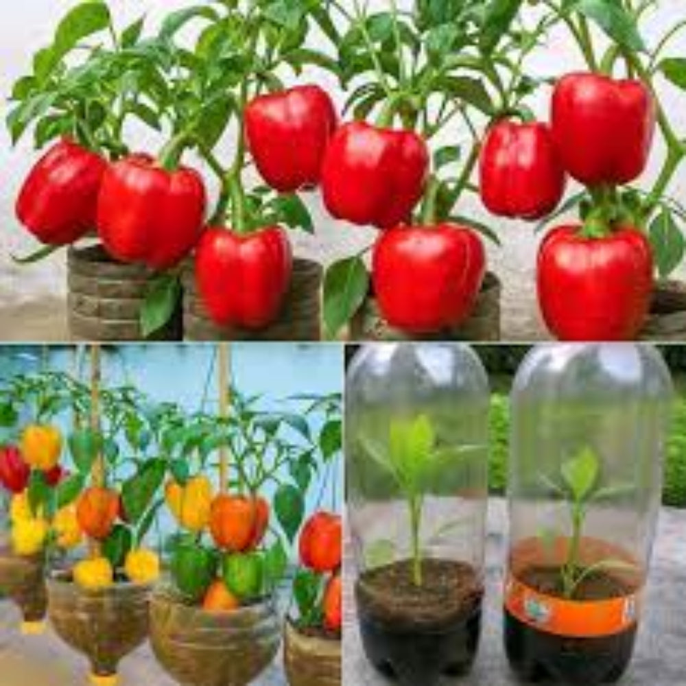 Semillas de Puerto Rico – High-Quality Heirloom Seeds for Planting, Non-GMO, Garden & Hydroponic Use