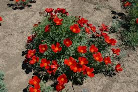 California Poppy Seeds - Red Chief