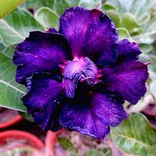 Purple Peakfha Desert Rose Seeds for Planting Adenium Flower – Heirloom, Non-GMO, Fragrant, Climbing Annual