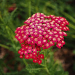 Achillea Red for planting in home garden