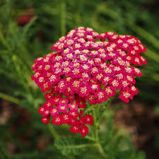 Achillea Red for planting in home garden