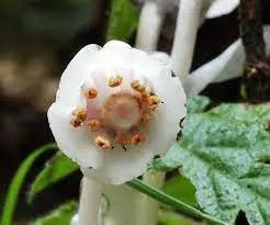 Monotropa Uniflora Indian Pipe Flower Seeds for Planting – Unique, Non-GMO, Heirloom Seeds for planting in home garden