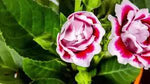 Pink White Gloxinia Flower Planting Seeds for Garden NON GMO Seeds Dhara Seeds