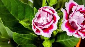 Pink White Gloxinia Flower Planting Seeds for Garden NON GMO Seeds Dhara Seeds