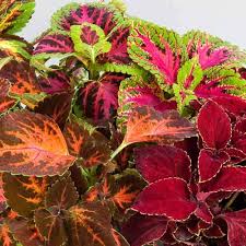Coleus Rainbow Red Velvet Seeds for Planting Shaded Borders Pots