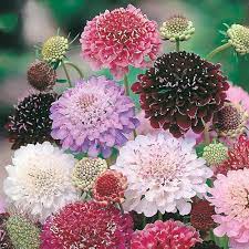Yellow Scabious Flower Seeds for Planting, 100