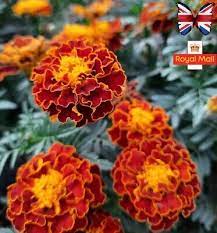 Flame Marigold Seeds