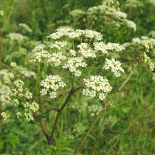 Cicuta Maculata Plant Seeds for Planting - 100 pcs