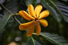 Fragrans Flower Seeds (Yellow) – Fresh Seeds for Planting Fragrant Golden Blooms