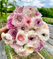 Ranunculus Seeds - Crushed Berry Mix