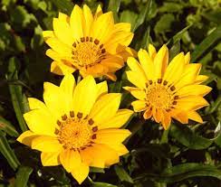 Yellow Diversifolia Flower Seeds for Planting - 100 pcs