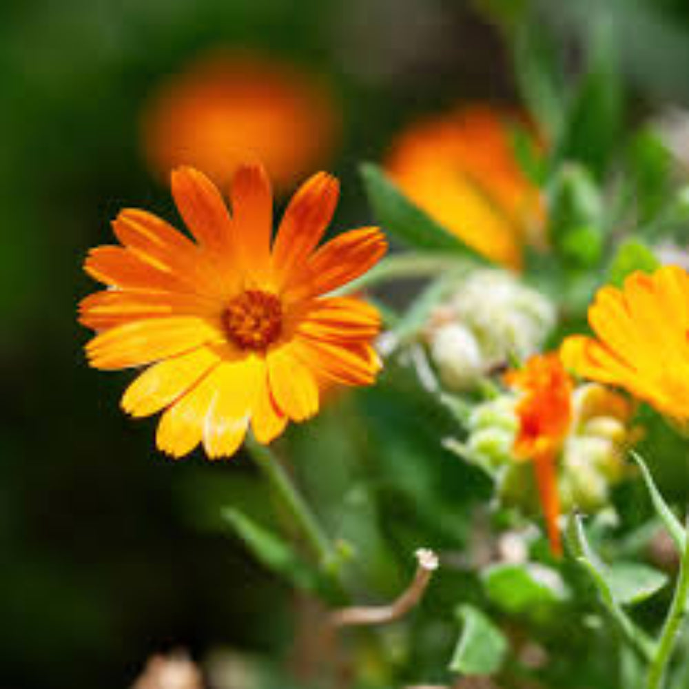 Pacific Beauty Calendula Flower Mix Fresh Heirloom Flower Seeds for Planting USA Ships Free, Non-GMO