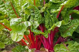 Ruby Red Swiss Chard Beta vulgaris vegetable seeds for planting in vertical garden containers
