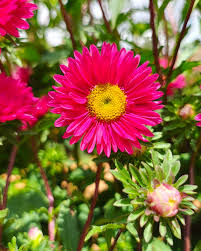 Plum Red Callistephus Chinensis Aster Flower Seeds, Seeds