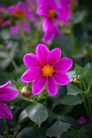 Dahlia Pinnata Mignon Rose Colored Flowering Seeds For Planting in home garden or containers