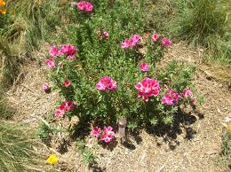 Clarkia Clarkia spp Flower Seeds for Planting in Flower Bed and Garden