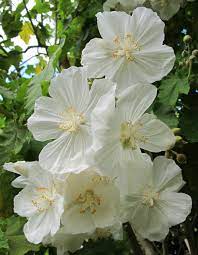 Abutilon Flower Seeds for Planting, White Blooms, 100 pcs