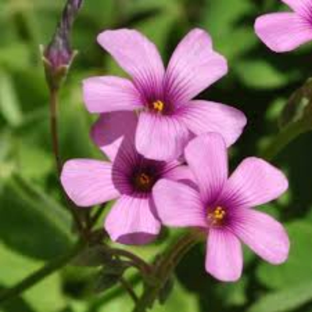 Sorrel Flower Seeds for Planting - NON GMO Seeds