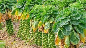 Long Island Brussels Sprouts Green Brussels Sprouts Plant Seeds