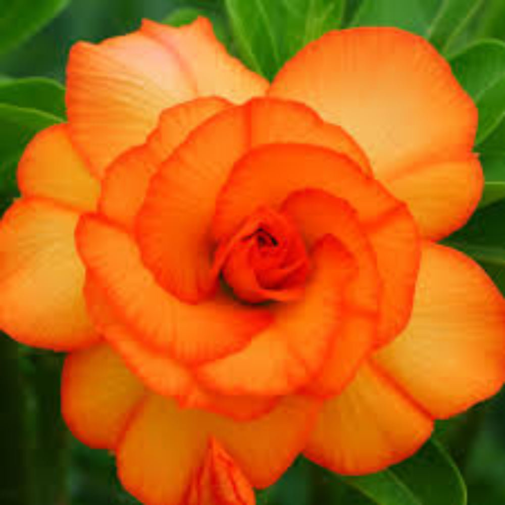 Orange Adenium Flower Seeds for Planting - NON GMO Seeds