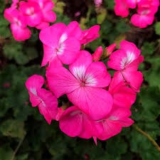 Rose Hybrid Geranium Seeds