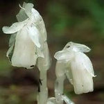 Monotropa Uniflora Indian Pipe Flower Seeds for Planting – Unique, Non-GMO, Heirloom Seeds Dhara Seeds