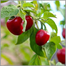 Ramnad Mundu Round Chilli Vegetable Seeds for Planting