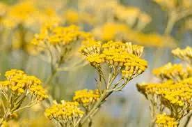 Helichrysum Italicum Plant Seeds for Planting - NON GMO Seeds Dhara Seeds