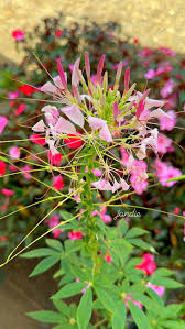 Spiny Bag Spiderflower Seeds Spinosa