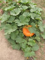 Squash Cucurbita maxima Vegetable Seeds for Planting in Kitchen Garden