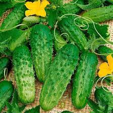 Homemade Pickles Pickle Cucumber + Seeds Organic Non-GMO Extra-Productive Vines for Garden Growing
